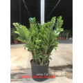 Zamioculcas zamiifolia in lower price